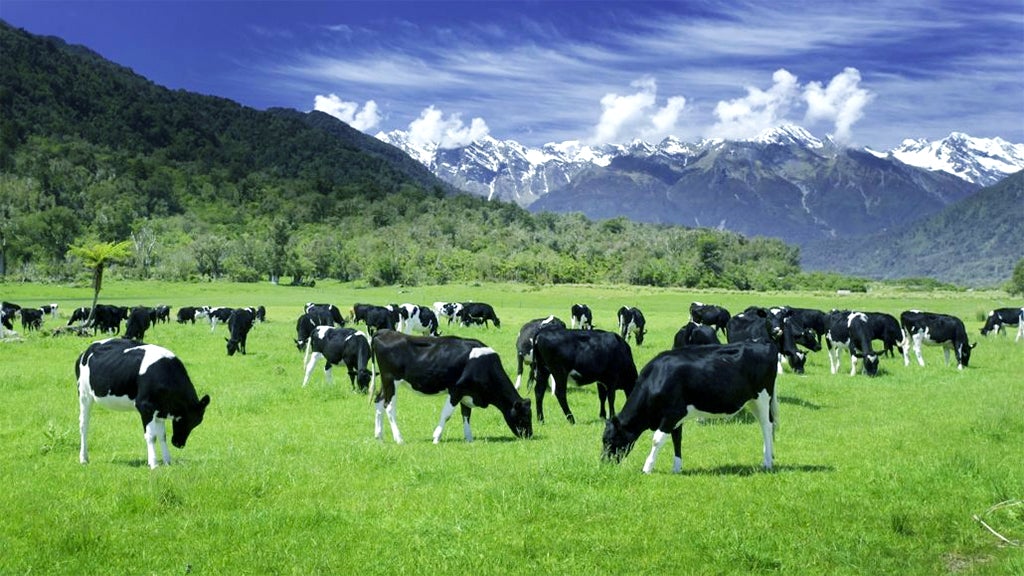 New Zealand grass-fed cows produce the best whey in the world.